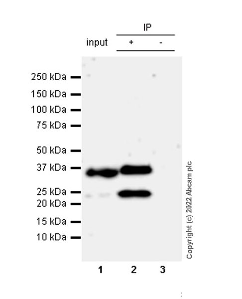 Immunoprecipitation - Anti-Crk p38 antibody [22/Crk] (AB300630), expandable thumbnail