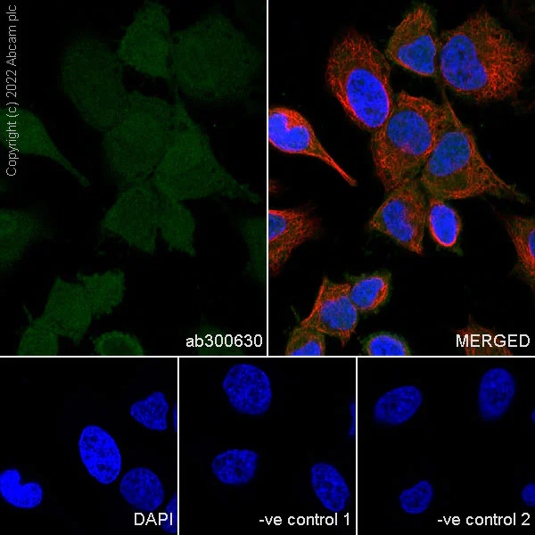Immunocytochemistry/ Immunofluorescence - Anti-Crk p38 antibody [22/Crk] - BSA and Azide free (AB300631)