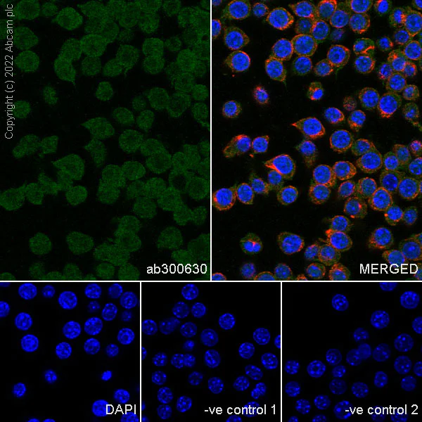 Immunocytochemistry/ Immunofluorescence - Anti-Crk p38 antibody [22/Crk] - BSA and Azide free (AB300631)