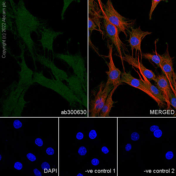 Immunocytochemistry/ Immunofluorescence - Anti-Crk p38 antibody [22/Crk] - BSA and Azide free (AB300631)