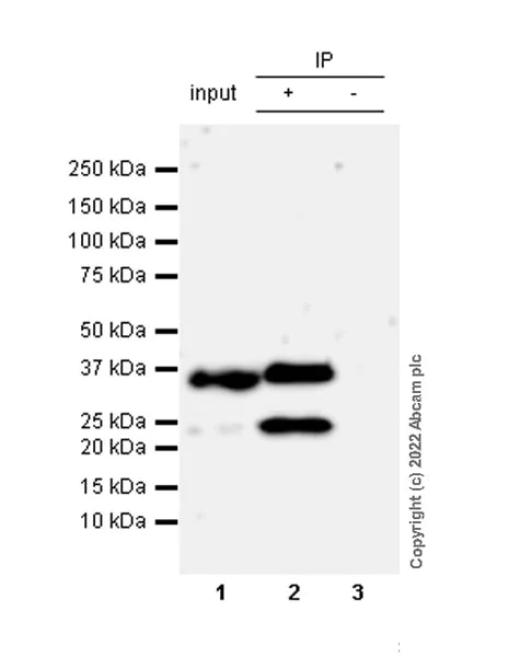 Immunoprecipitation - Anti-Crk p38 antibody [22/Crk] - BSA and Azide free (AB300631)