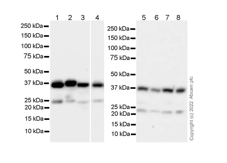 Western blot - Anti-Crk p38 antibody [22/Crk] - BSA and Azide free (AB300631)