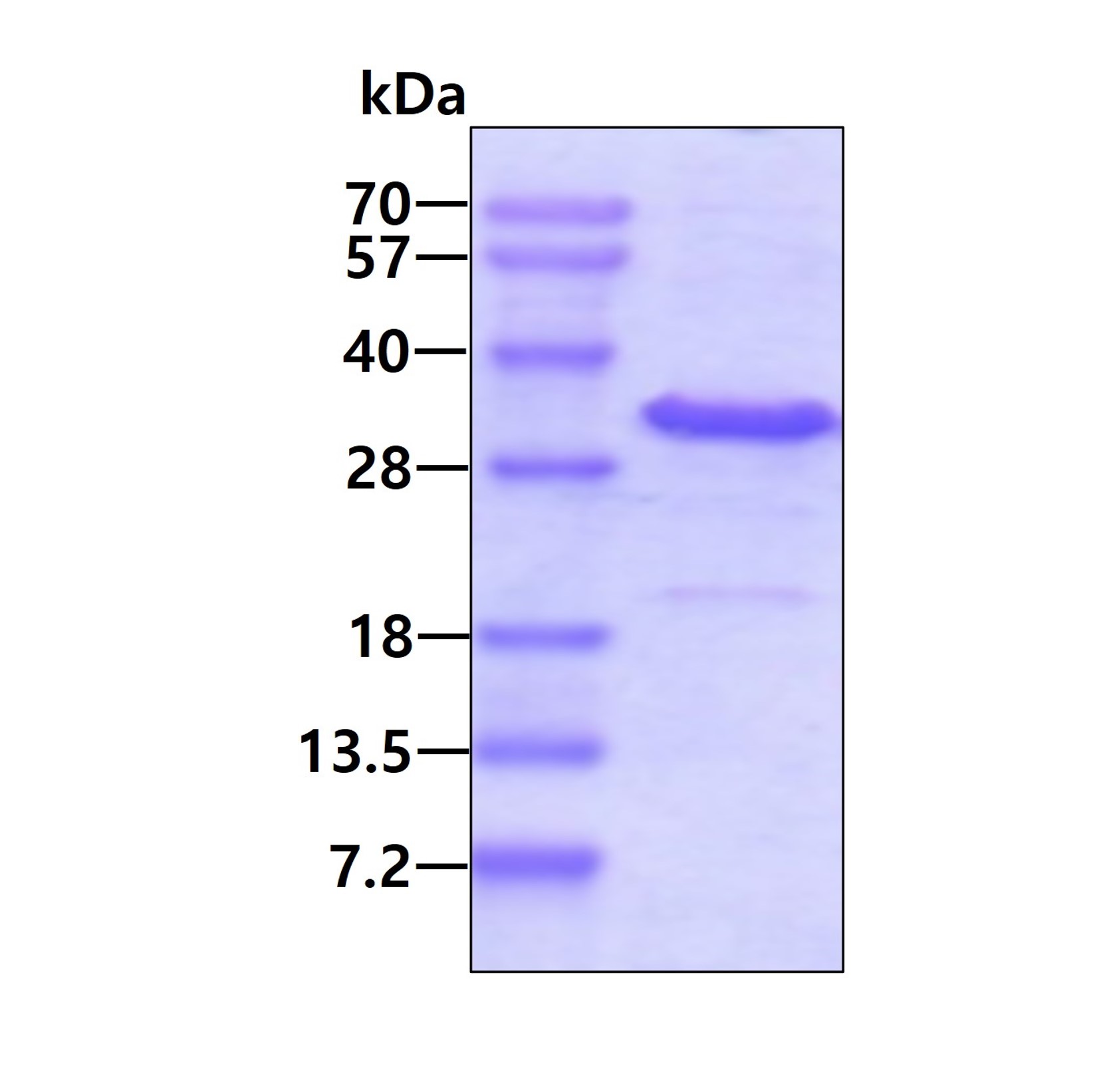 SDS-PAGE - Anti-Crk p38 antibody [EP242Y] (AB45136), expandable thumbnail
