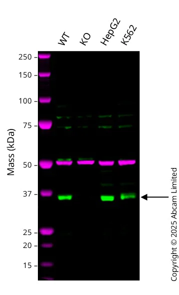Western blot - Anti-Crk p38 antibody [EP242Y] - BSA and Azide free (AB284685)