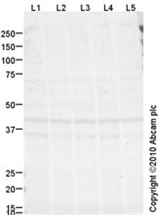 Western blot - Anti-Crk p38 antibody [mAbcam69723] (AB69723)