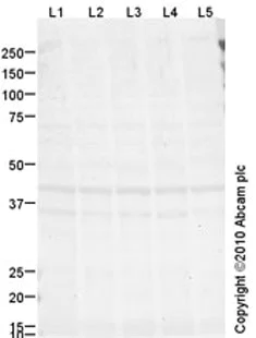 Western blot - Anti-Crk p38 antibody [mAbcam69723] (AB69723)