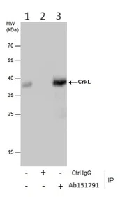 Immunoprecipitation - Anti-CrkL antibody (AB151791)