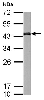 Western blot - Anti-CrkL antibody (AB151791), expandable thumbnail