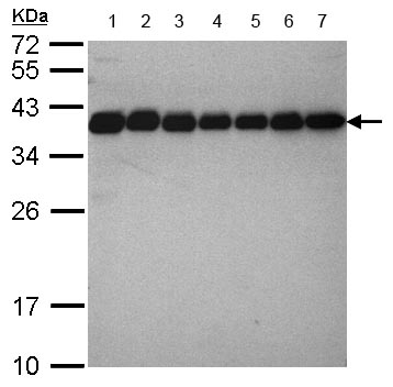 Western blot - Anti-CrkL antibody (AB151791), expandable thumbnail