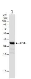 Western blot - Anti-CrkL antibody (AB151791)