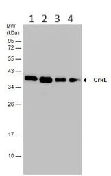 Western blot - Anti-CrkL antibody (AB151791)