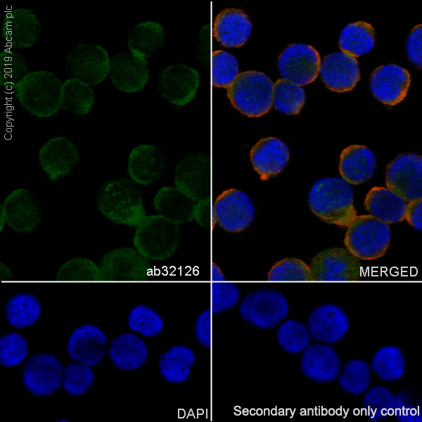Immunocytochemistry/ Immunofluorescence - Anti-CrkL antibody [Y243] - BSA and Azide free (AB247234), expandable thumbnail