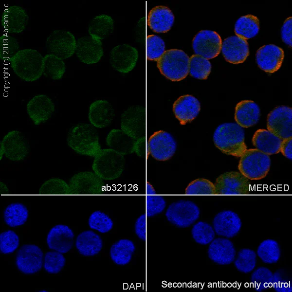 Immunocytochemistry/ Immunofluorescence - Anti-CrkL antibody [Y243] - BSA and Azide free (AB247234)