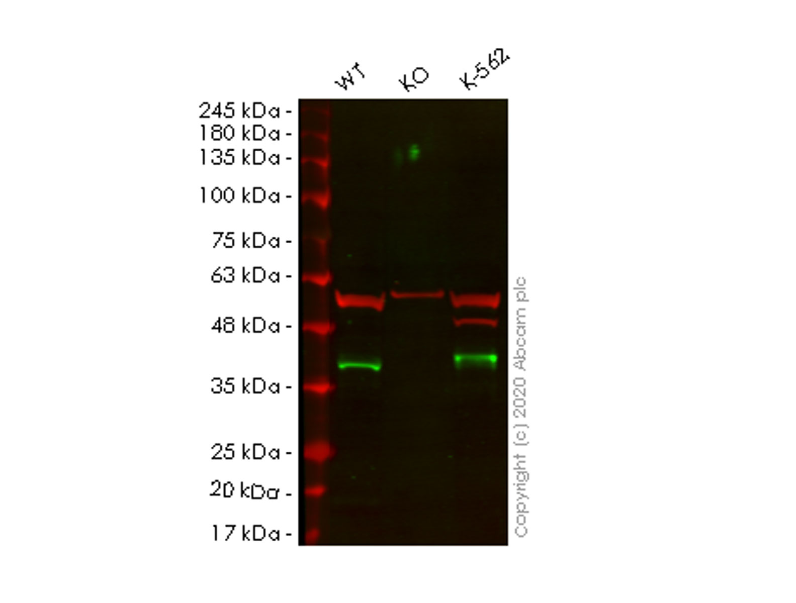 Western blot - Anti-CrkL antibody [Y243] - BSA and Azide free (AB247234), expandable thumbnail