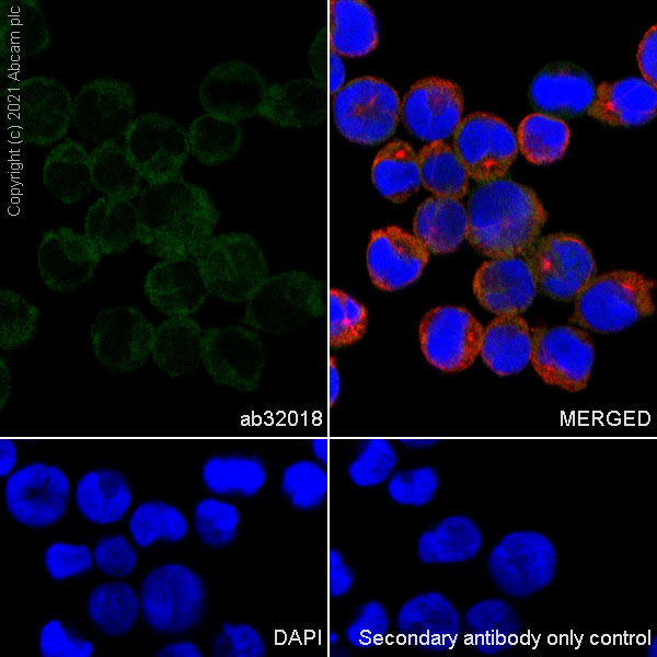 Immunocytochemistry/ Immunofluorescence - Anti-CrkL antibody [Y244] (ab32018), expandable thumbnail