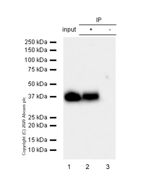 Immunoprecipitation - Anti-CrkL antibody [Y244] (AB32018), expandable thumbnail