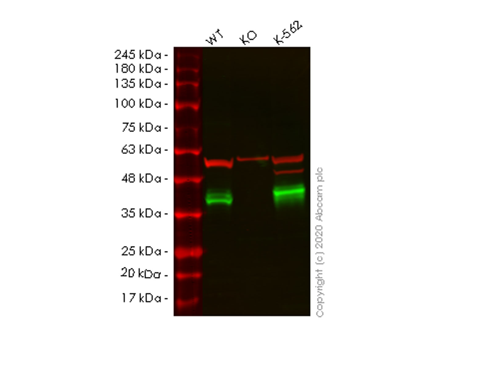 Western blot - Anti-CrkL antibody [Y244] (AB32018), expandable thumbnail