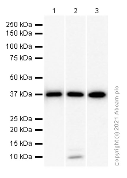 Western blot - Anti-CrkL antibody [Y244] (AB32018), expandable thumbnail