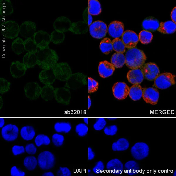 Immunocytochemistry/ Immunofluorescence - Anti-CrkL antibody [Y244] - BSA and Azide free (AB247210)