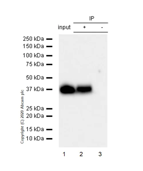 Immunoprecipitation - Anti-CrkL antibody [Y244] - BSA and Azide free (AB247210)