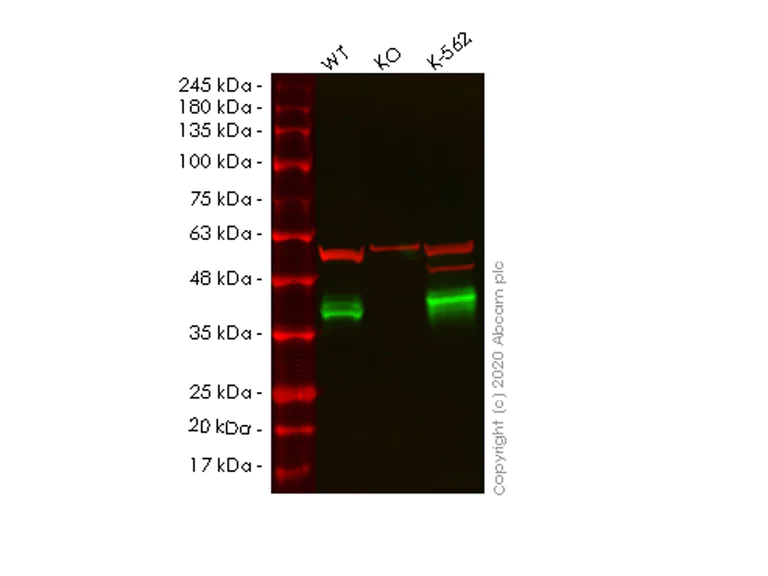 Western blot - Anti-CrkL antibody [Y244] - BSA and Azide free (AB247210)