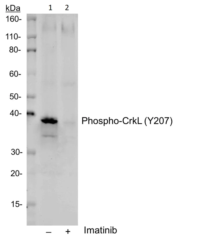 Western blot - Anti-CrkL (phospho Y207) antibody [CrkLY207-G4] (AB278698)