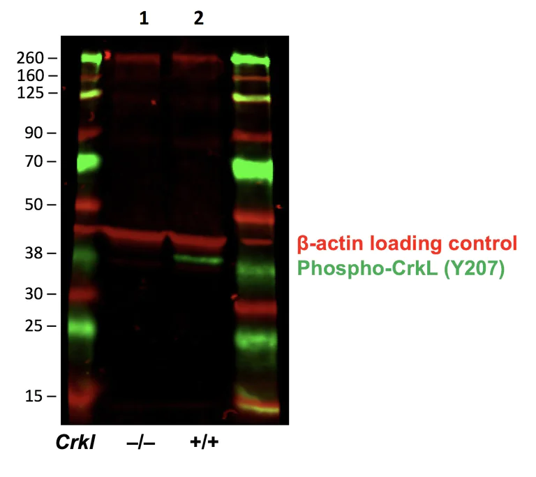 Western blot - Anti-CrkL (phospho Y207) antibody [CrkLY207-G4] (AB278698)