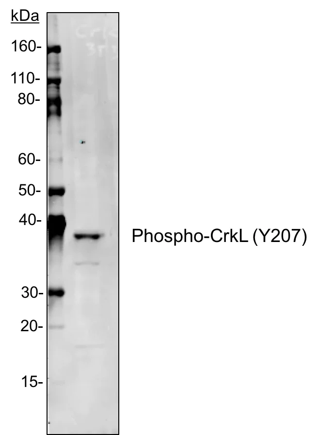 Western blot - Anti-CrkL (phospho Y207) antibody [CrkLY207-G4] (AB278698)
