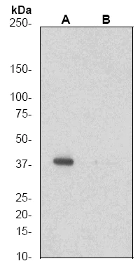 Western blot - Anti-CrkL (phospho Y207) antibody [EP270Y] - BSA and Azide free (AB221016)