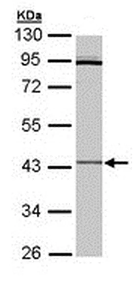 Western blot - Anti-CRLF1 antibody (AB211438)
