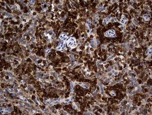Immunohistochemistry (Formalin/PFA-fixed paraffin-embedded sections) - Anti-CRLF3 antibody [OTI2H3] (AB236378)