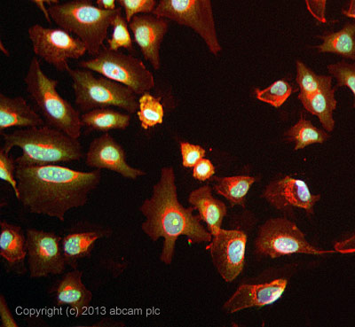 Immunocytochemistry/ Immunofluorescence - Anti-CRM1 antibody (AB24189)