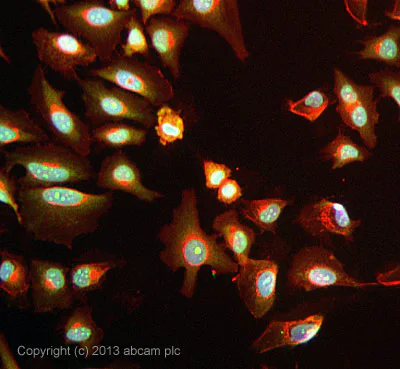 Immunocytochemistry/ Immunofluorescence - Anti-CRM1 antibody (AB24189)