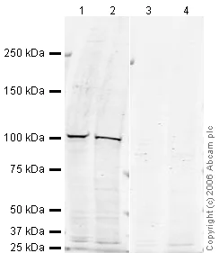 Western blot - Anti-CRM1 antibody (AB24189)
