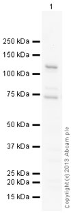 Western blot - Anti-CRM1 antibody (AB24189)