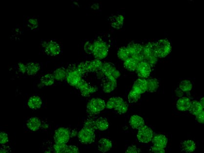 Immunocytochemistry/ Immunofluorescence - Anti-CRM1 antibody [EPR14123(B)] (AB180144), expandable thumbnail