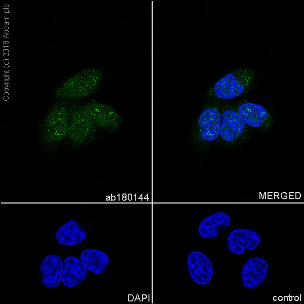 Immunocytochemistry/ Immunofluorescence - Anti-CRM1 antibody [EPR14123(B)] (AB180144)