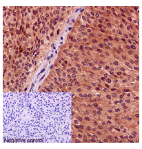 Immunohistochemistry (Formalin/PFA-fixed paraffin-embedded sections) - Anti-CRM1 antibody [EPR14124] - BSA and Azide free (AB251055), expandable thumbnail