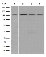 Western blot - Anti-CRM1 antibody [EPR14124] - BSA and Azide free (AB251055), expandable thumbnail