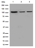 Western blot - Anti-CRM1 antibody [EPR14124] - BSA and Azide free (AB251055), expandable thumbnail