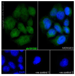 Immunocytochemistry/ Immunofluorescence - Anti-CRM1 antibody [EPR14124] - C-terminal (AB191081)