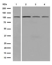 Western blot - Anti-CRM1 antibody [EPR14124] - C-terminal (AB191081)