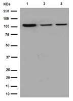 Western blot - Anti-CRM1 antibody [EPR14124] - C-terminal (AB191081)