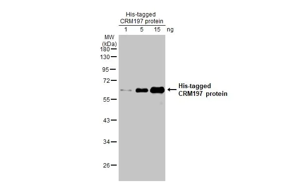 Western blot - Anti-CRM197 antibody [HL1808] (AB308402)