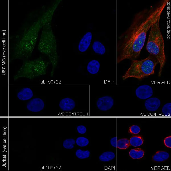 Immunocytochemistry/ Immunofluorescence - Anti-CRMP1 antibody [EP14521] - BSA and Azide free (AB251288)