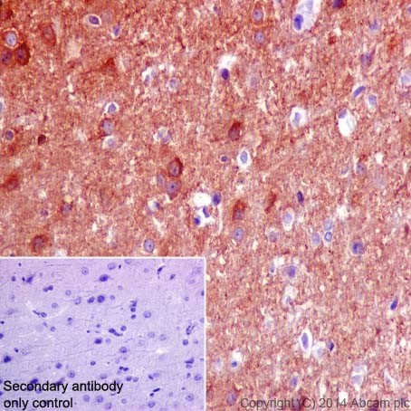 Immunohistochemistry (Formalin/PFA-fixed paraffin-embedded sections) - Anti-CRMP1 antibody [EP14521] - BSA and Azide free (ab251288), expandable thumbnail