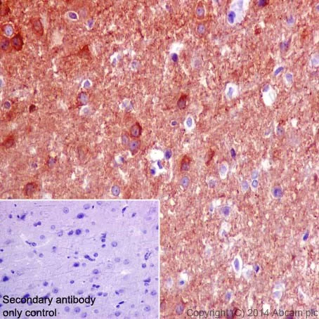 Immunohistochemistry (Formalin/PFA-fixed paraffin-embedded sections) - Anti-CRMP1 antibody [EP14521] - BSA and Azide free (AB251288)
