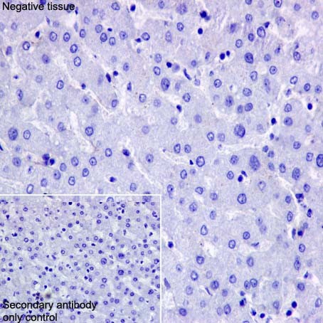 Immunohistochemistry (Formalin/PFA-fixed paraffin-embedded sections) - Anti-CRMP1 antibody [EP14521] - BSA and Azide free (ab251288), expandable thumbnail