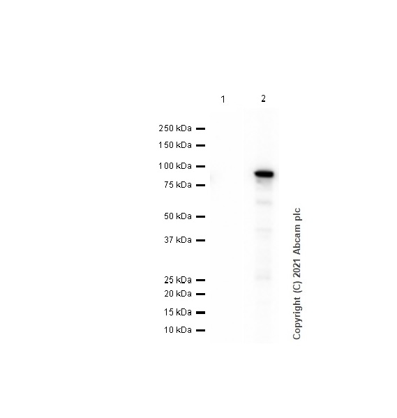 Western blot - Anti-CRMP1 antibody [EP14521] - BSA and Azide free (AB251288), expandable thumbnail