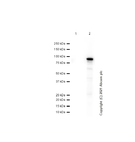 Western blot - Anti-CRMP1 antibody [EP14521] - BSA and Azide free (AB251288)